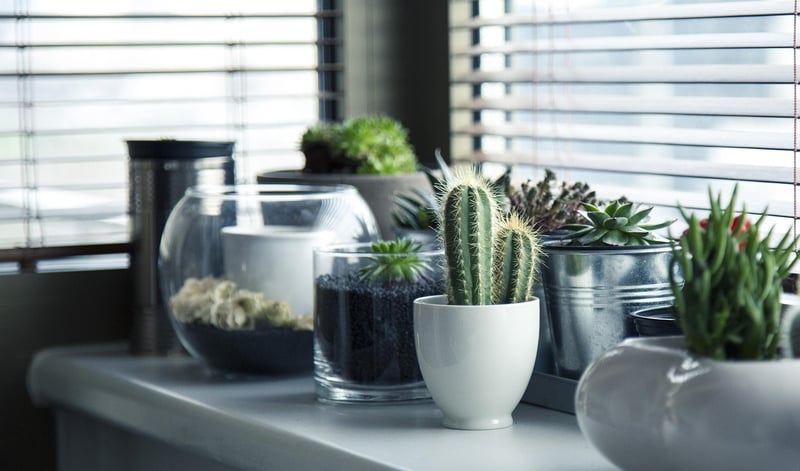 Living Succulent Decor