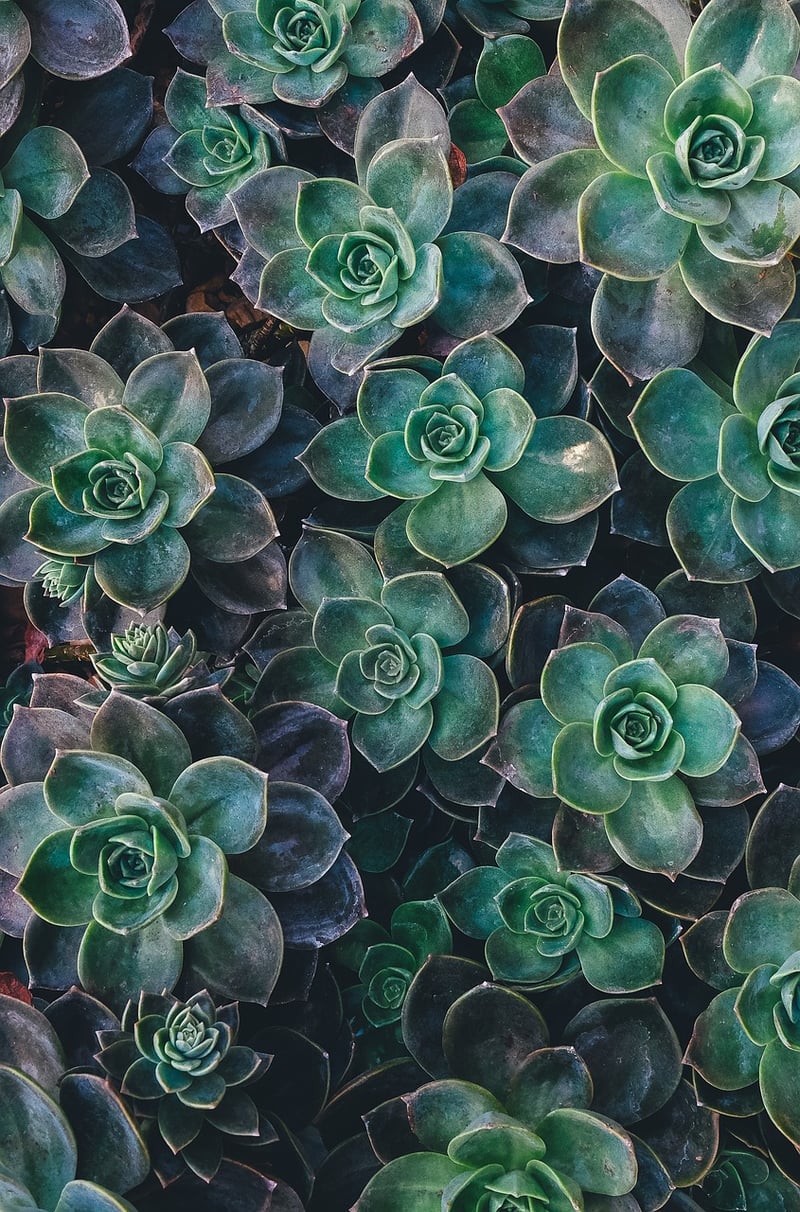 Vertical Succulent Gardens