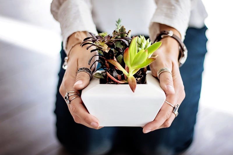 Vertical Succulent Garden